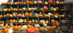 Fall Squash, and Weird Gourds at Scheuermann Farms @ Scheuermann Farms & Greenhouses | Warwick | New York | United States