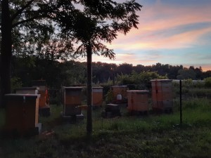The Buzz on Beekeeping @ A.W. BUCKBEE CENTER | Warwick | New York | United States