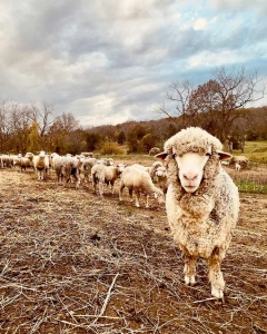 catskill merino wool